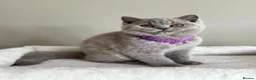 British Shorthair cats for sale: British Shorthair Lilac tortie female in Bishop's Stortford - Advert 3
