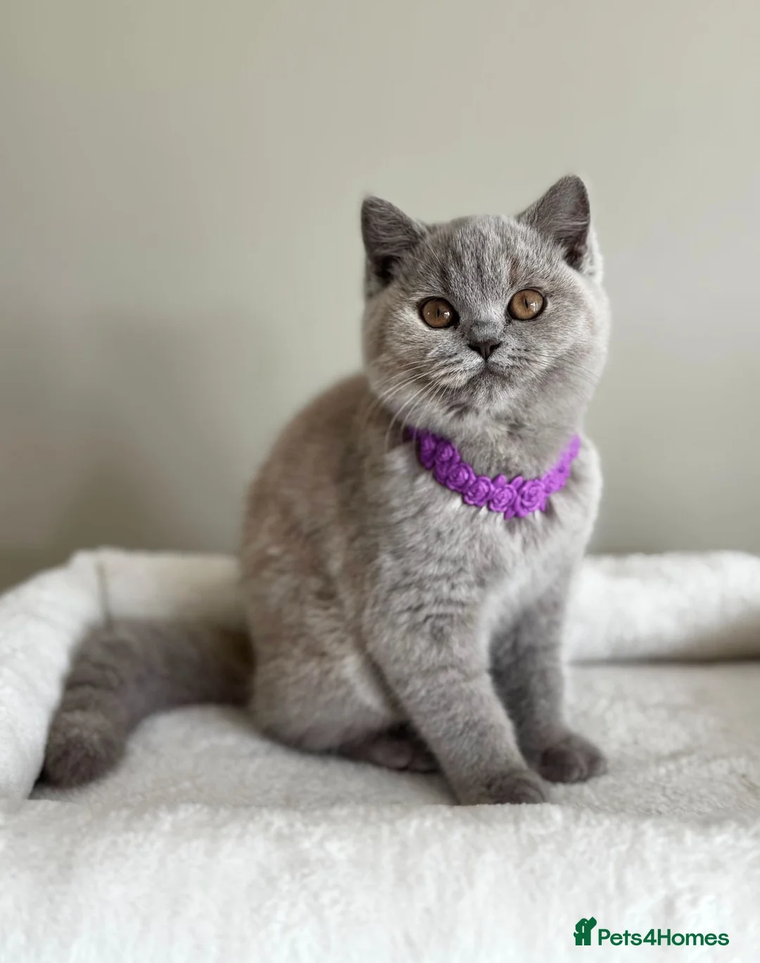 British Shorthair cats for sale: British Shorthair Lilac tortie female in Bishop's Stortford - Advert 3