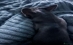 French Bulldog dogs for sale: 1 year old French bulldog - Image 5