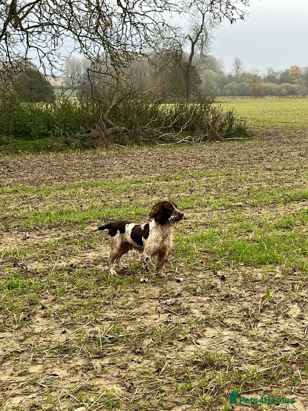 English Springer Spaniel dogs for sale: Springer spaniel puppies - Image 4