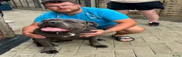 Cane Corso dogs for sale: 10 stunning purebred cane corse puppies  in Canterbury - Advert 6