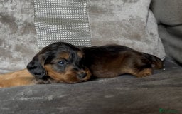 Cockapoo dogs for sale: stunning cockapoo puppies  - Image 2