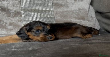 Cockapoo dogs - Advert 7