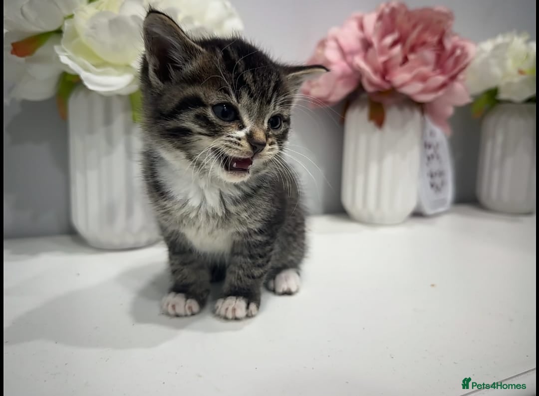 American Shorthair cats for sale: 3 kittens 1 male 2 female - Advert 2