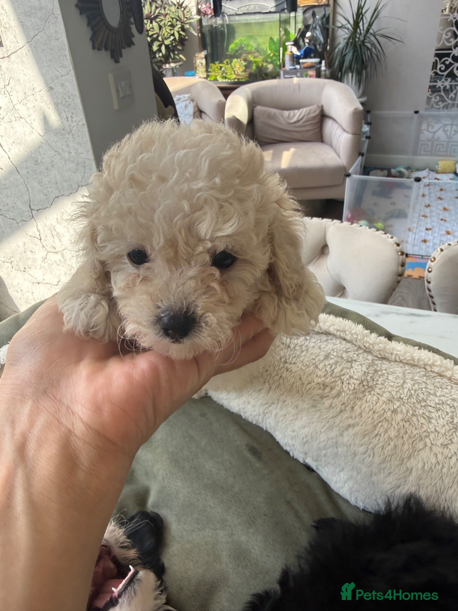 Toy Poodle dogs 4 little Tiny Toy Poodles 🐶🐶 - Advert 2