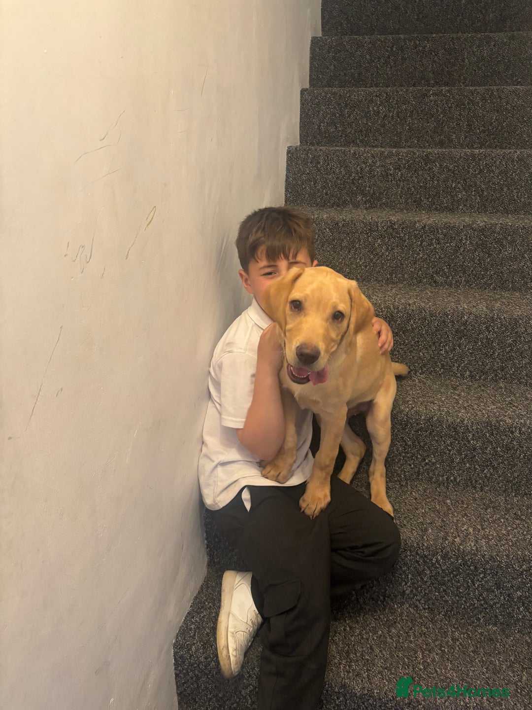 Labrador Retriever dogs for sale: Trigger  - Image 5