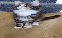 Maine Coon cats for sale: pure reg maine coon kittens - Image 12