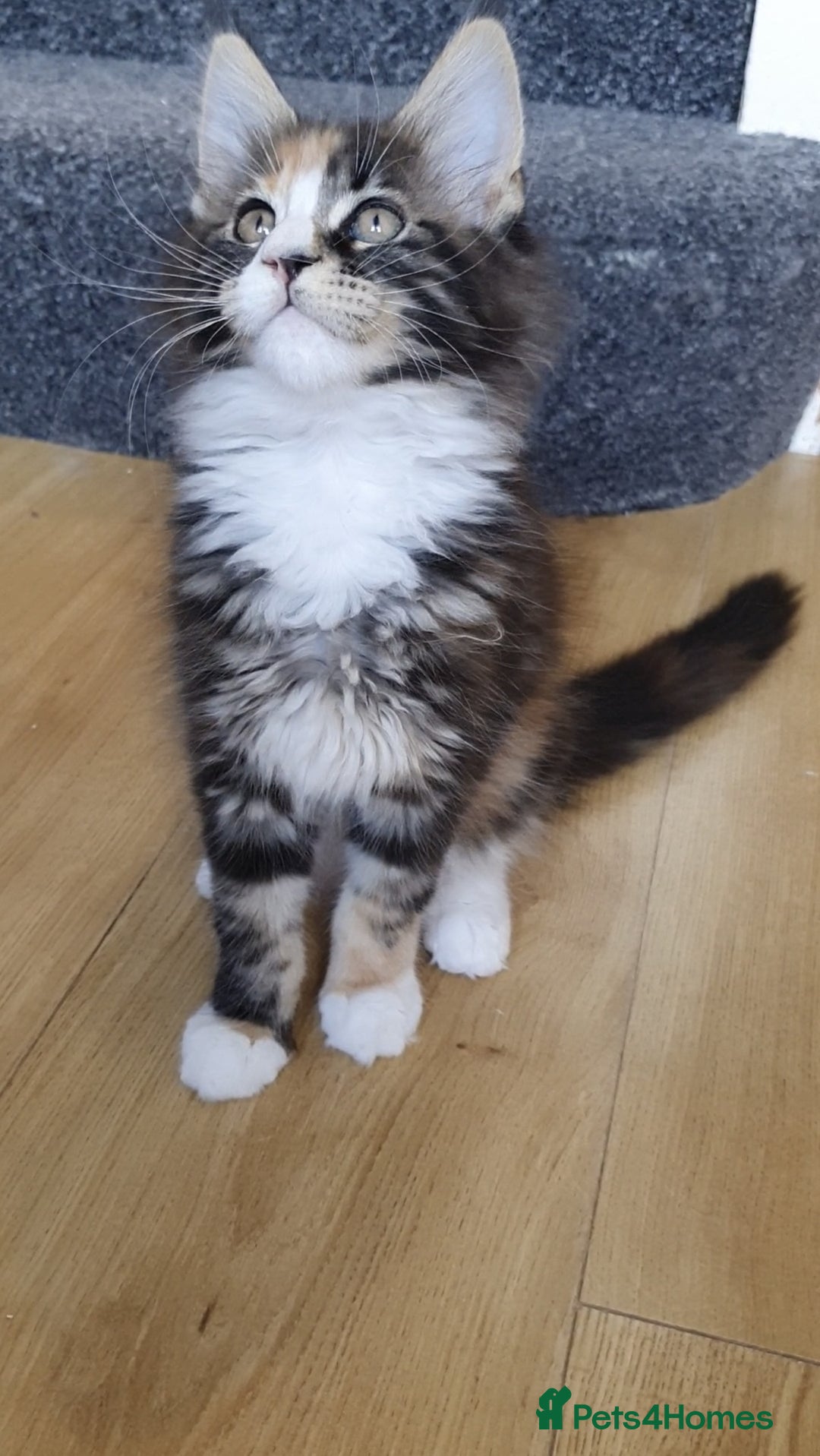 Maine Coon cats for sale: pure reg maine coon kittens - Image 12