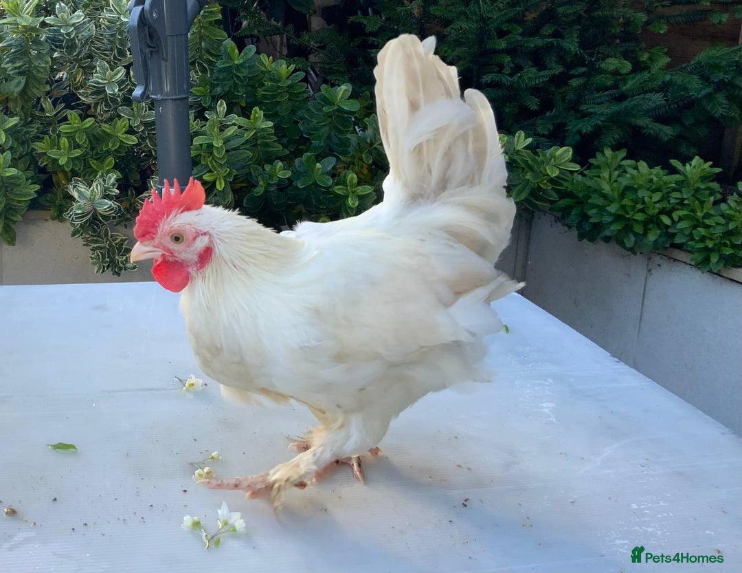 Mixed Breed poultry for sale: 3 beautiful Roosters raised by hand - Advert 7