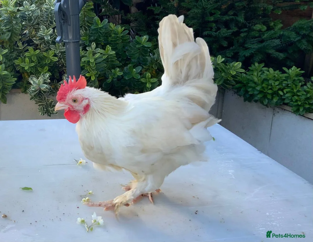 Mixed Breed poultry for sale: 3 beautiful Roosters raised by hand - Advert 7