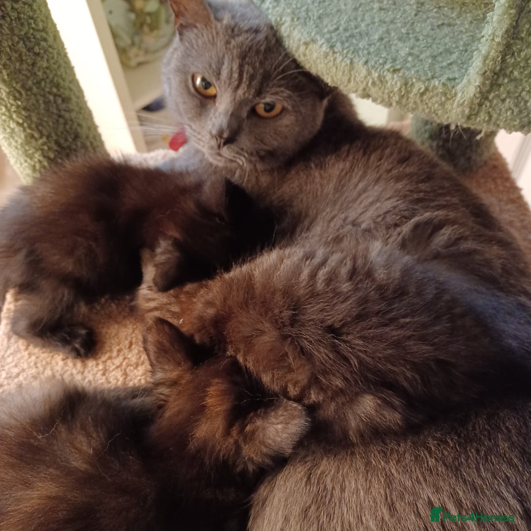 Mixed Breed cats for sale: Last 2 black kittens - Image 7