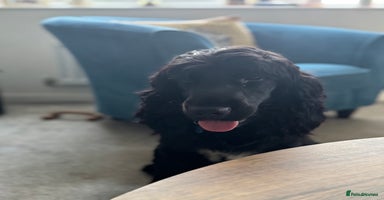Cocker Spaniel dogs - Advert 7