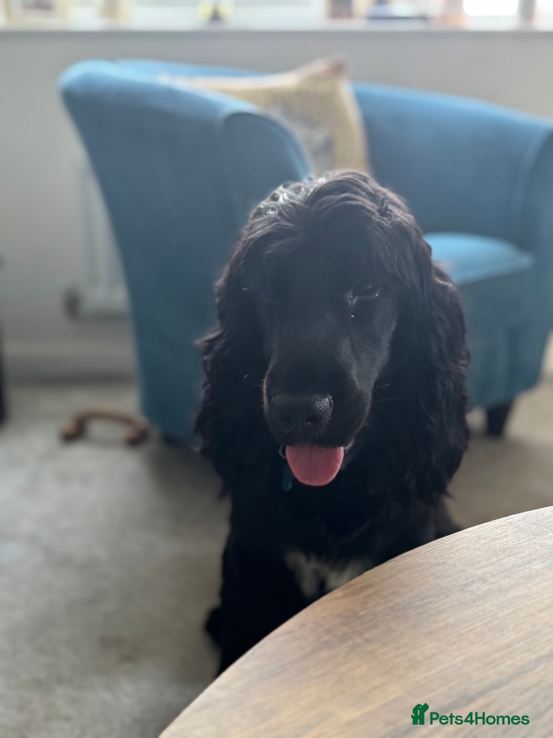 Cocker Spaniel dogs for sale: Cocker Spaniel (One year old) - Image 2