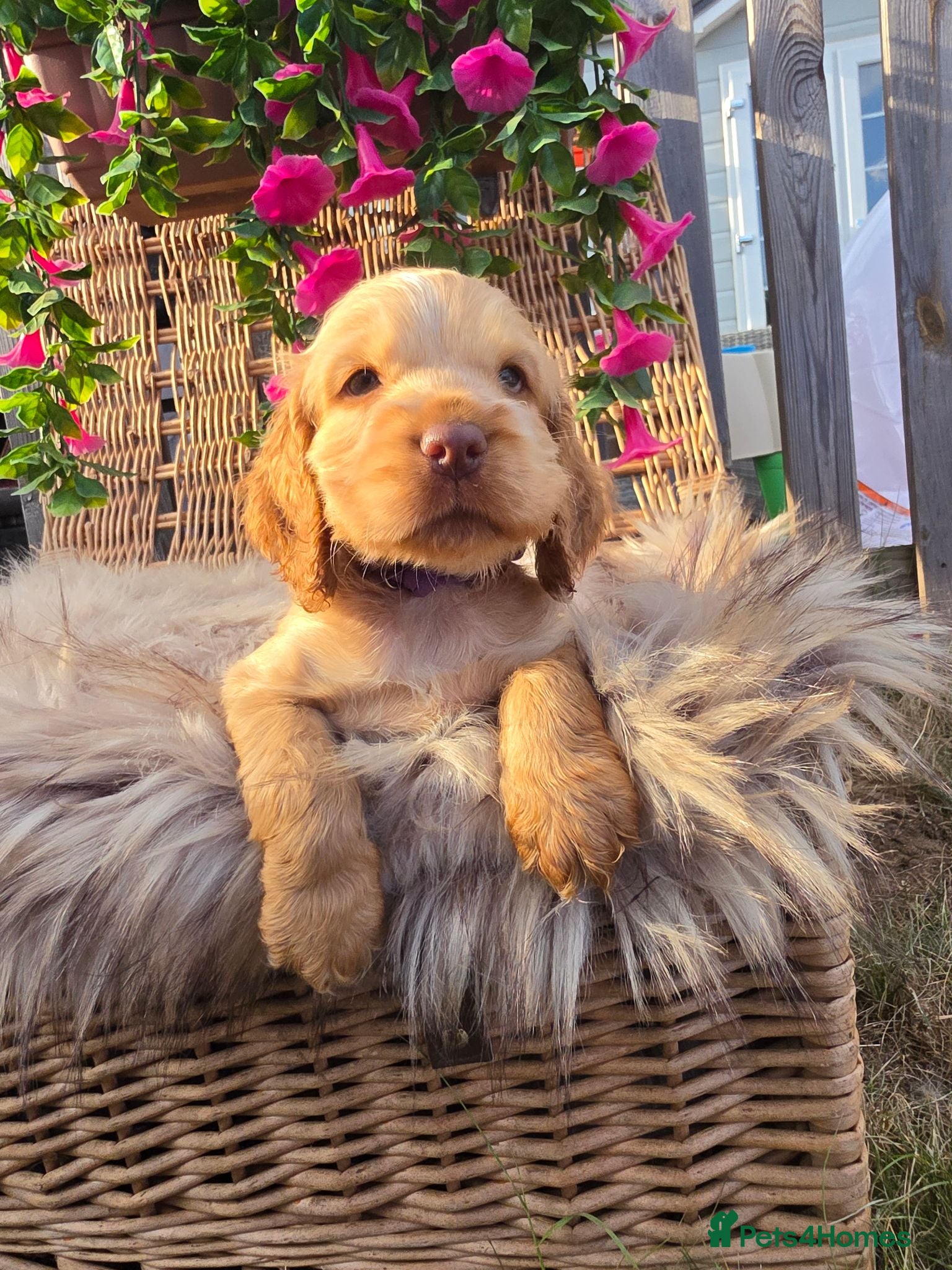 Cocker Spaniel dogs ✨️OUTSTANDING showtype health tested girl 🐶 - Advert 1