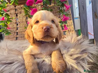 Cocker Spaniel dogs ✨️OUTSTANDING showtype health tested girl 🐶 - Advert 1