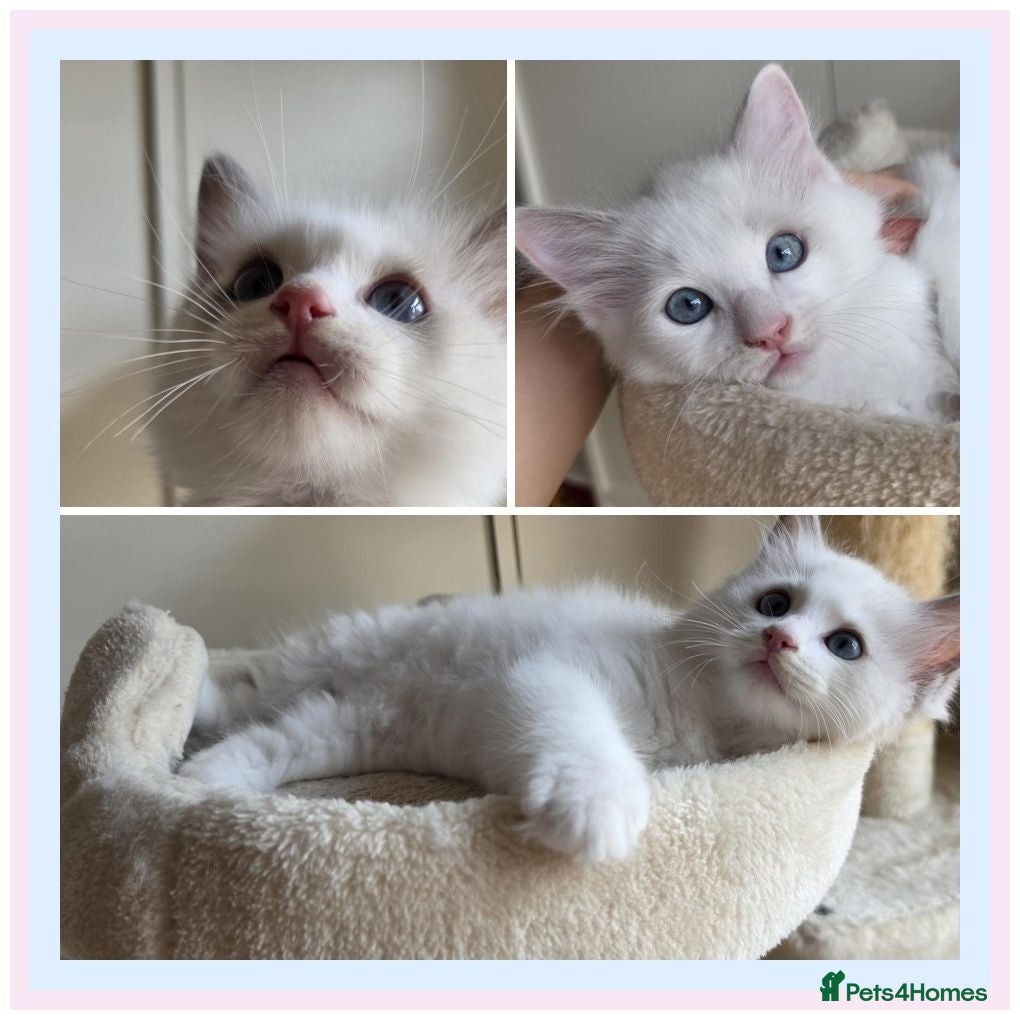 Ragdoll cats 🐾 Beautiful Blue Bi-Colour Ragdoll Kittens 🐾 - Advert 1