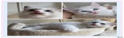Ragdoll cats for sale: 🐾 Beautiful Blue Bi-Colour Ragdoll Kittens 🐾 - Advert 1