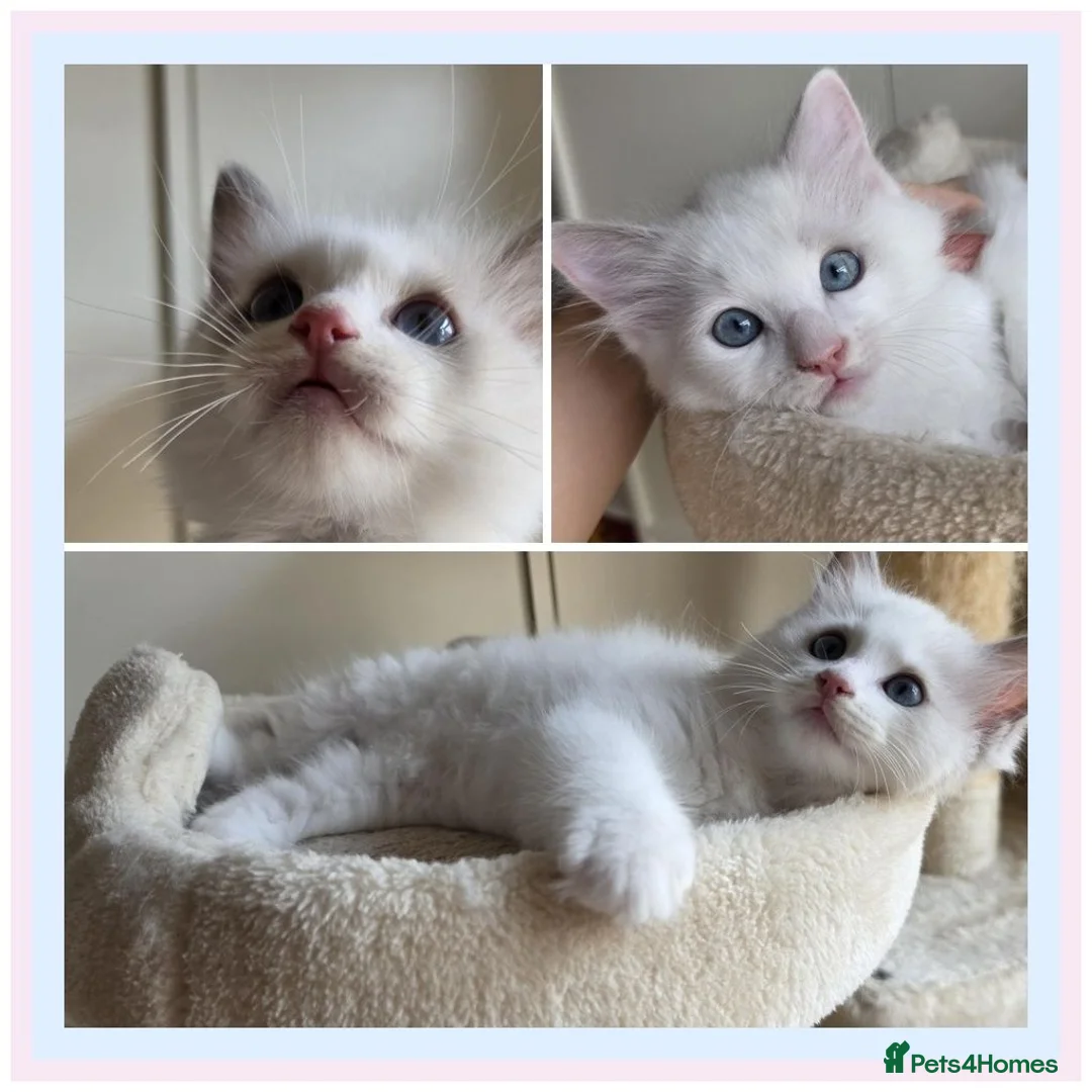 Ragdoll cats for sale: 🐾 Beautiful Blue Bi-Colour Ragdoll Kittens 🐾 - Advert 1