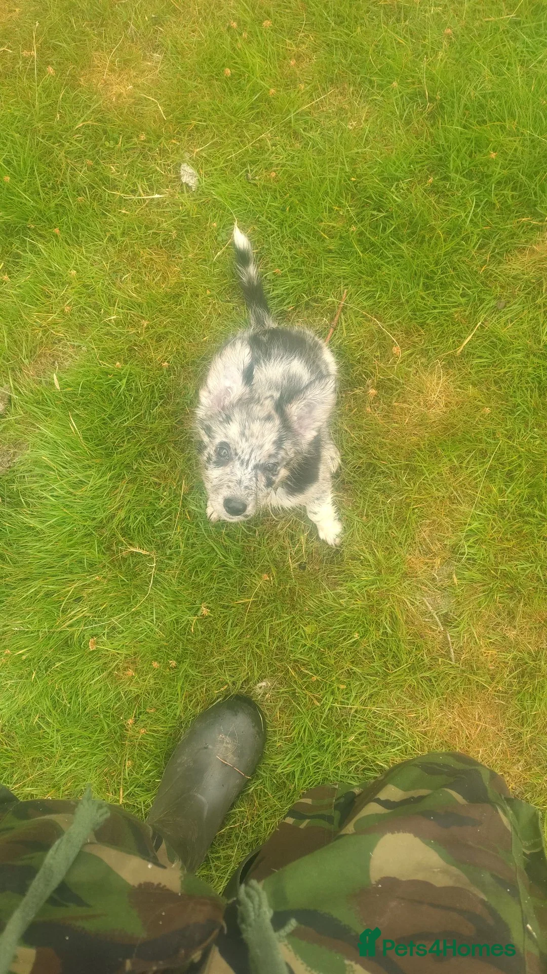 Border Collie dogs for sale: Merle collie [female] - Advert 2