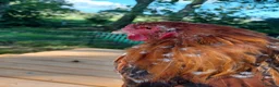 Chickens poultry for sale: Brahma and Frizzle Cockerels in Tarporley - Advert 2