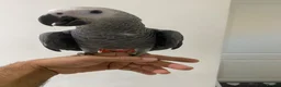 Parrots birds for sale: READY TO LEAVE Super cuddly baby greys  - Advert 5