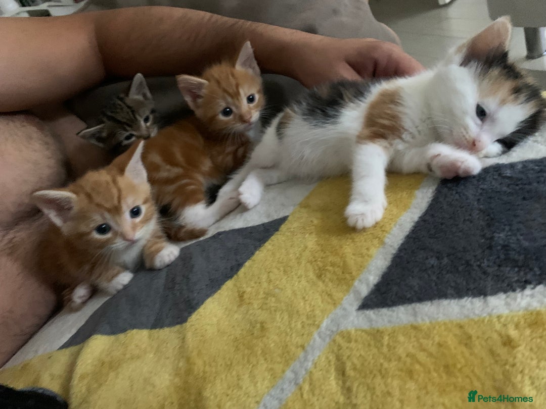 American Shorthair cats for sale: Cats  - Image 6