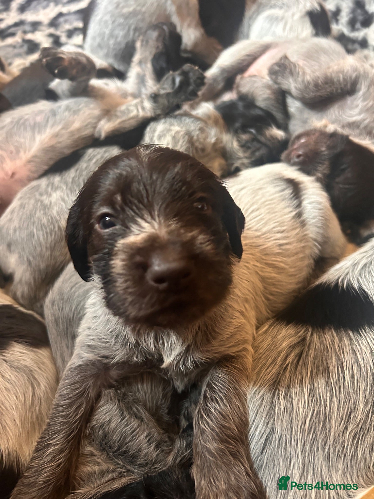German Wirehaired Pointer dogs German Wirehaired Pointer Puppies For Sale - Advert 2