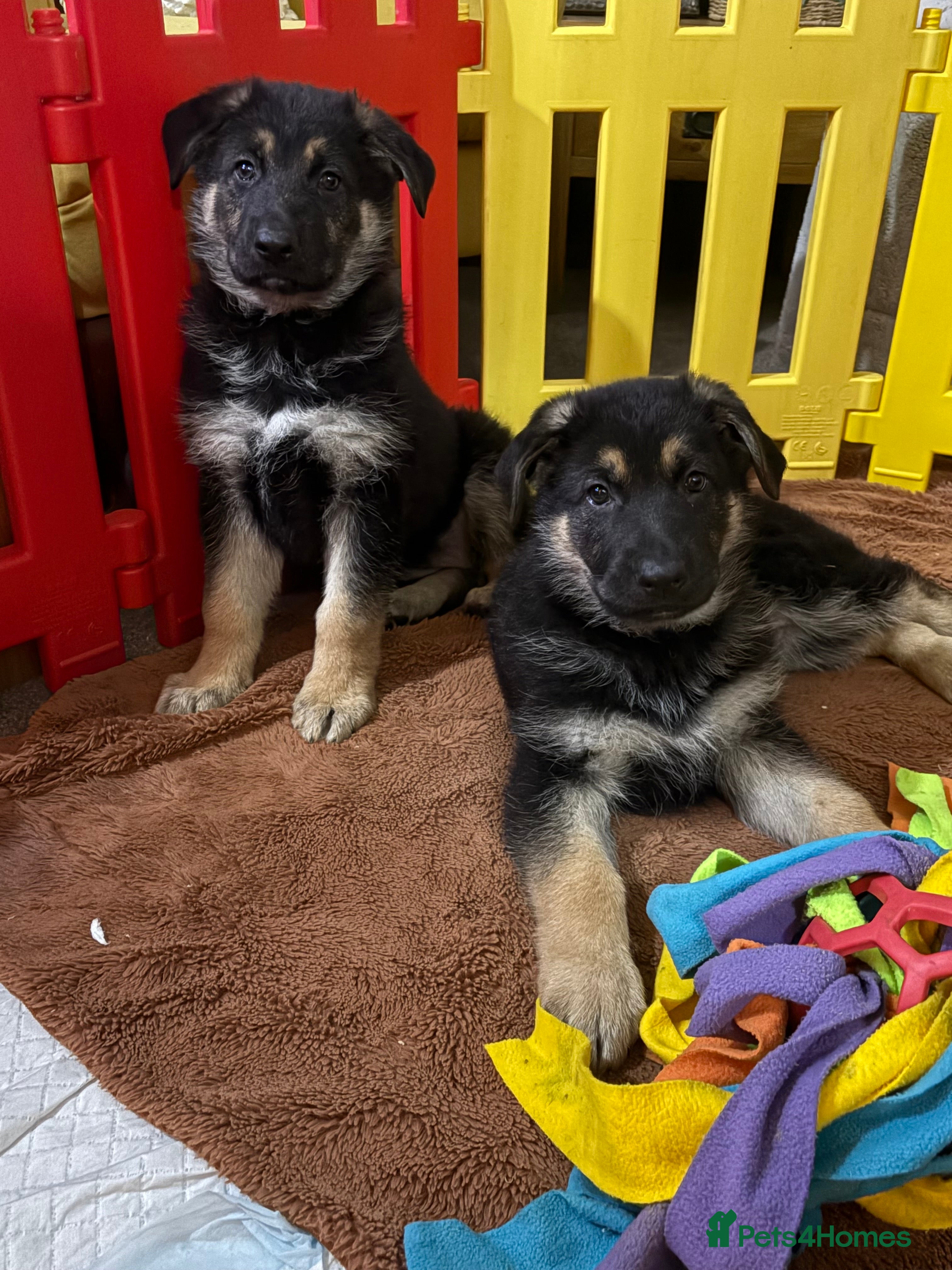 German Shepherd dogs German shepherd puppies for sale  - Advert 3