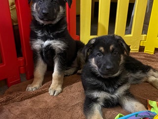German Shepherd dogs German shepherd puppies for sale - Advert 3