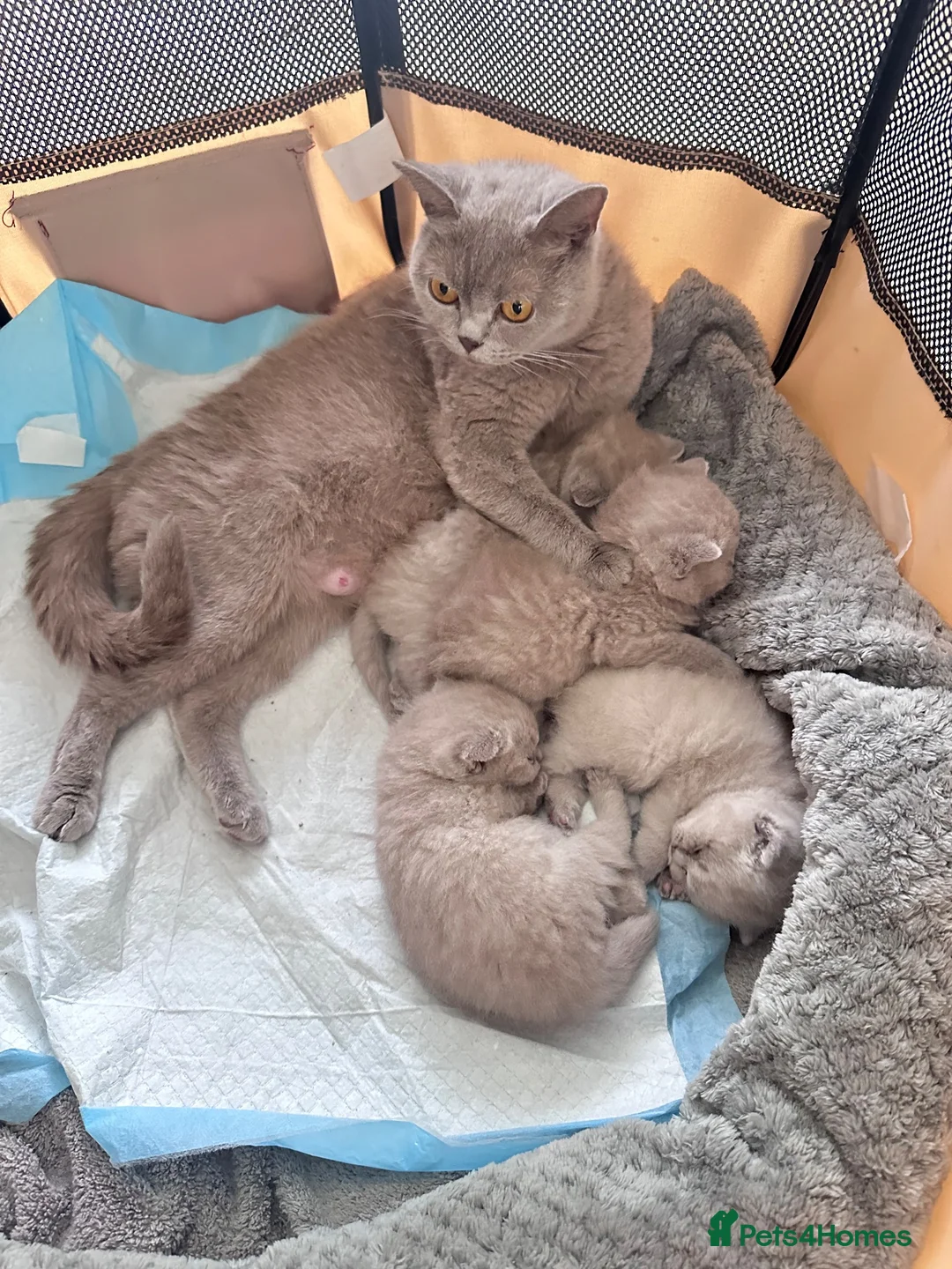 British Shorthair cats for sale: LATVIAN BRITISH SHORTHAIR (LILAC) - Advert 6