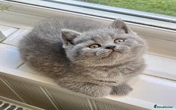 British Shorthair cats for sale: Gorgeous British Blue Kittens - Image 1