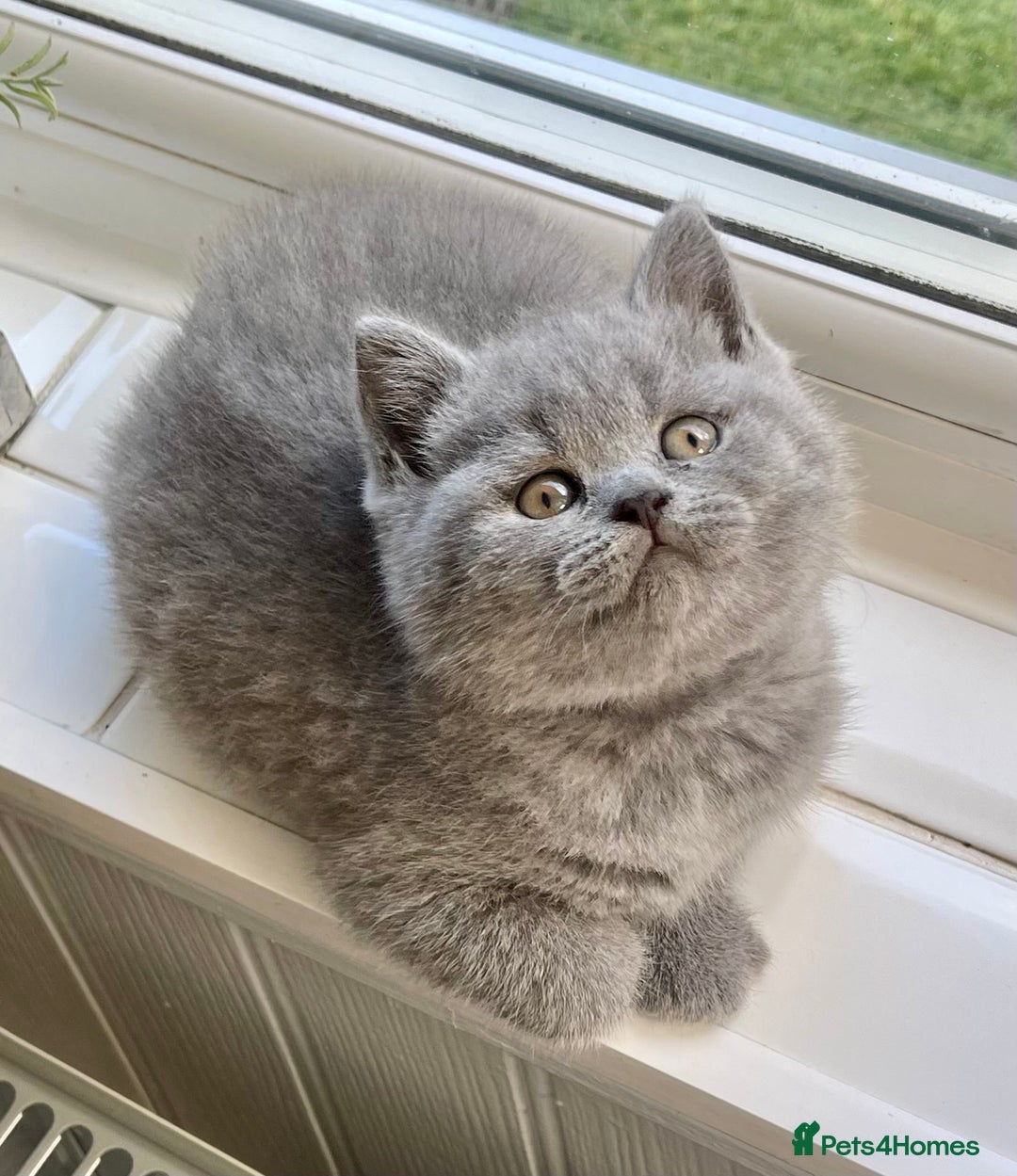 British Shorthair cats for sale: Gorgeous British Blue Kittens - Image 1