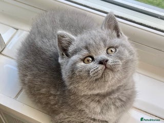 British Shorthair cats - Advert 4