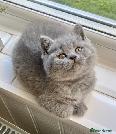 British Shorthair cats - Advert 14