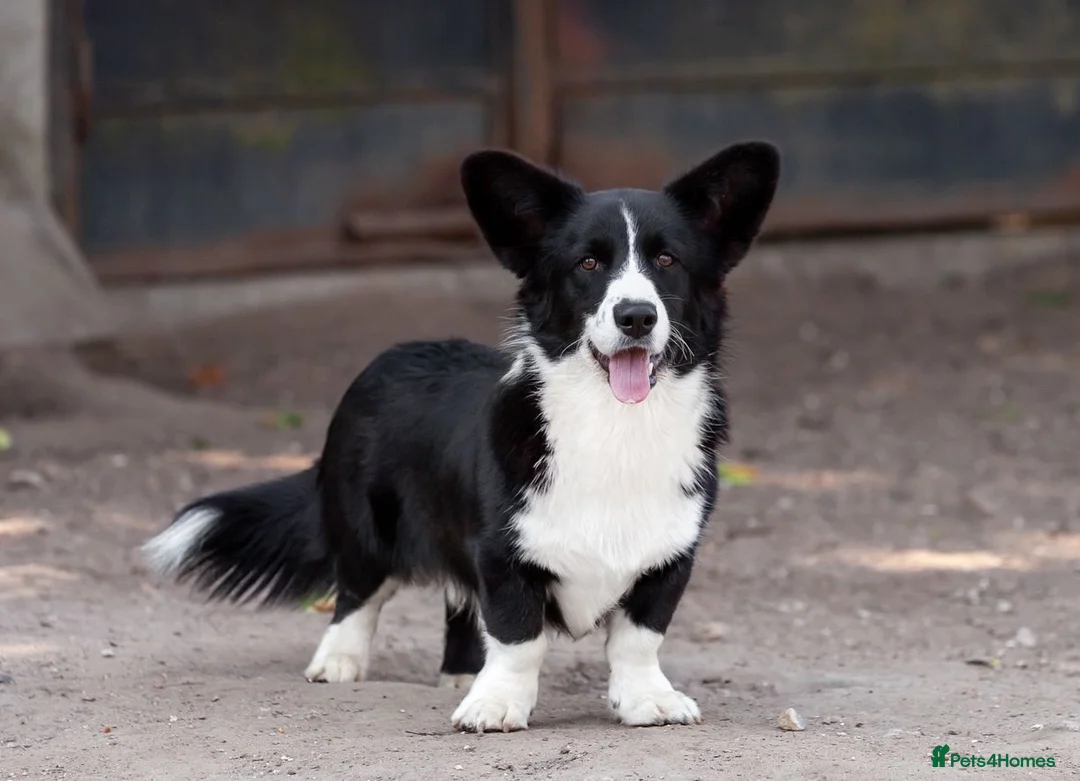 Welsh Corgi Pembroke dogs for adoption: ROGER – Welsh Corgi Pembroke (Male) - Advert 5