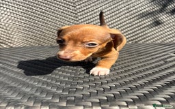 Dachshund dogs for sale: Dachshund Puppies  - Image 8