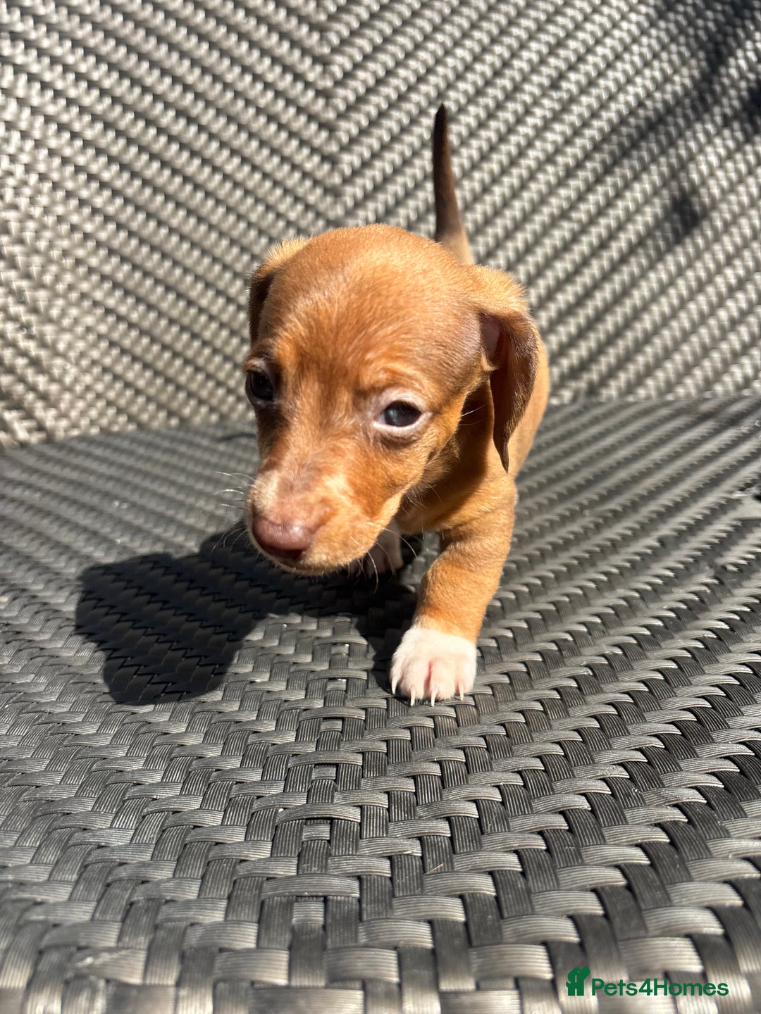Dachshund dogs for sale: Dachshund Puppies  - Image 8