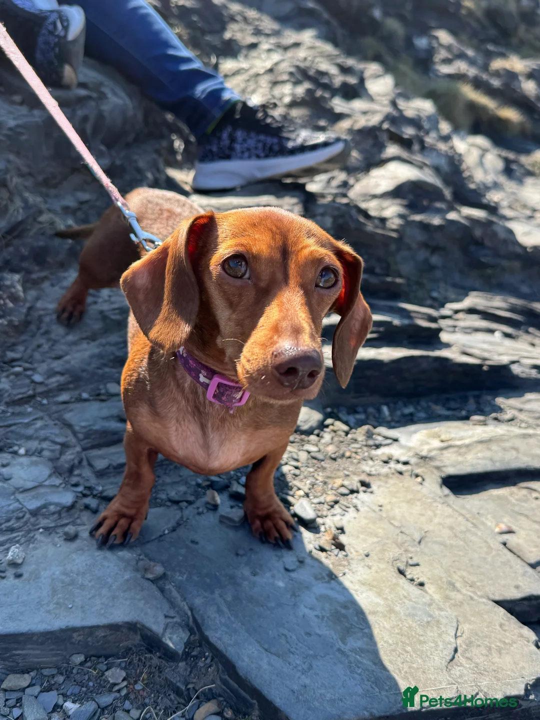 Miniature Dachshund dogs for sale: Loving home wanted for Beautiful Mini Dachshund - Advert 8