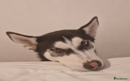Siberian Husky dogs for sale: 1 year old husky in need of rehome  - Image 1