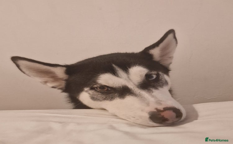 Siberian Husky dogs - Advert 1