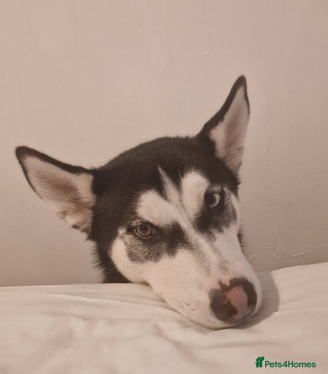 Siberian Husky dogs for sale: 1 year old husky in need of rehome  - Image 1