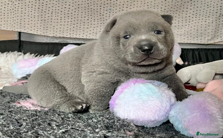 Mixed Breed dogs ChowPei Pups  - Advert 4