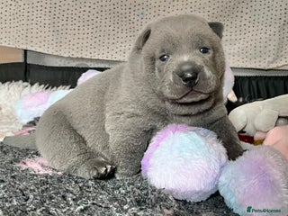 Mixed Breed dogs ChowPei Pups - Advert 5