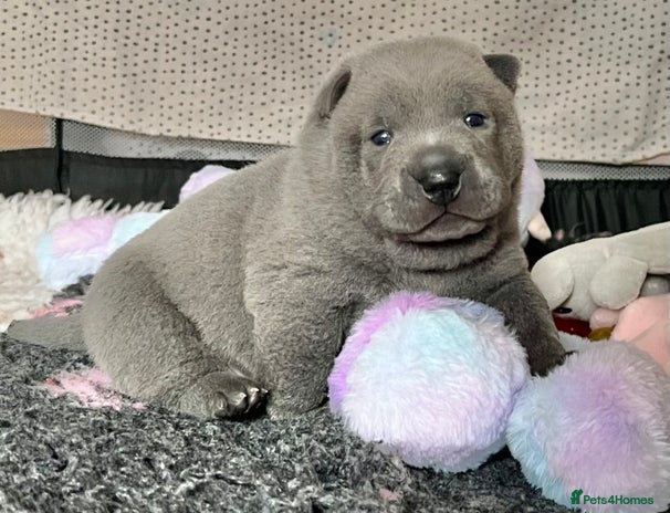 Mixed Breed dogs ChowPei Pups - Advert 4