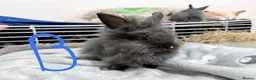 Lionhead rabbits for sale: 🐰 Adorable Rabbits Looking for Loving Homes 🐰 in Coventry - Advert 12