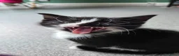 Mixed Breed cats for sale: 2 Beautiful Black and White Female Kittens  - Advert 7