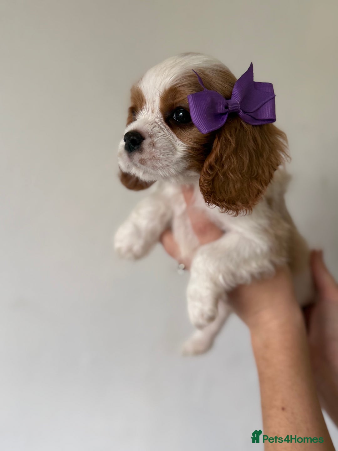 Cavalier King Charles Spaniel dogs for sale: Beautiful King Charles cavalier puppy’s  in Sunderland - Image 2