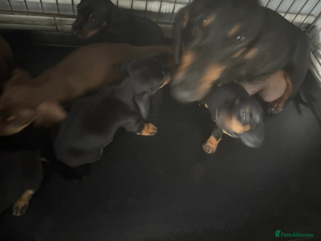 Dachshund dogs for sale: Stunning tiny dachshund pups - Image 7