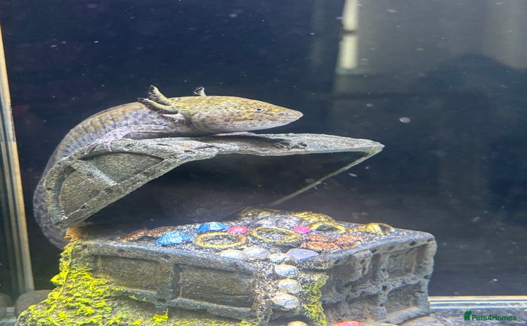 Axolotl reptiles - Advert 1