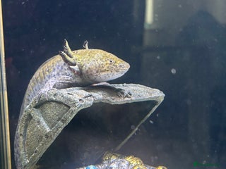 Axolotl reptiles - Advert 2